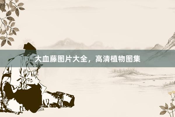 大血藤图片大全，高清植物图集